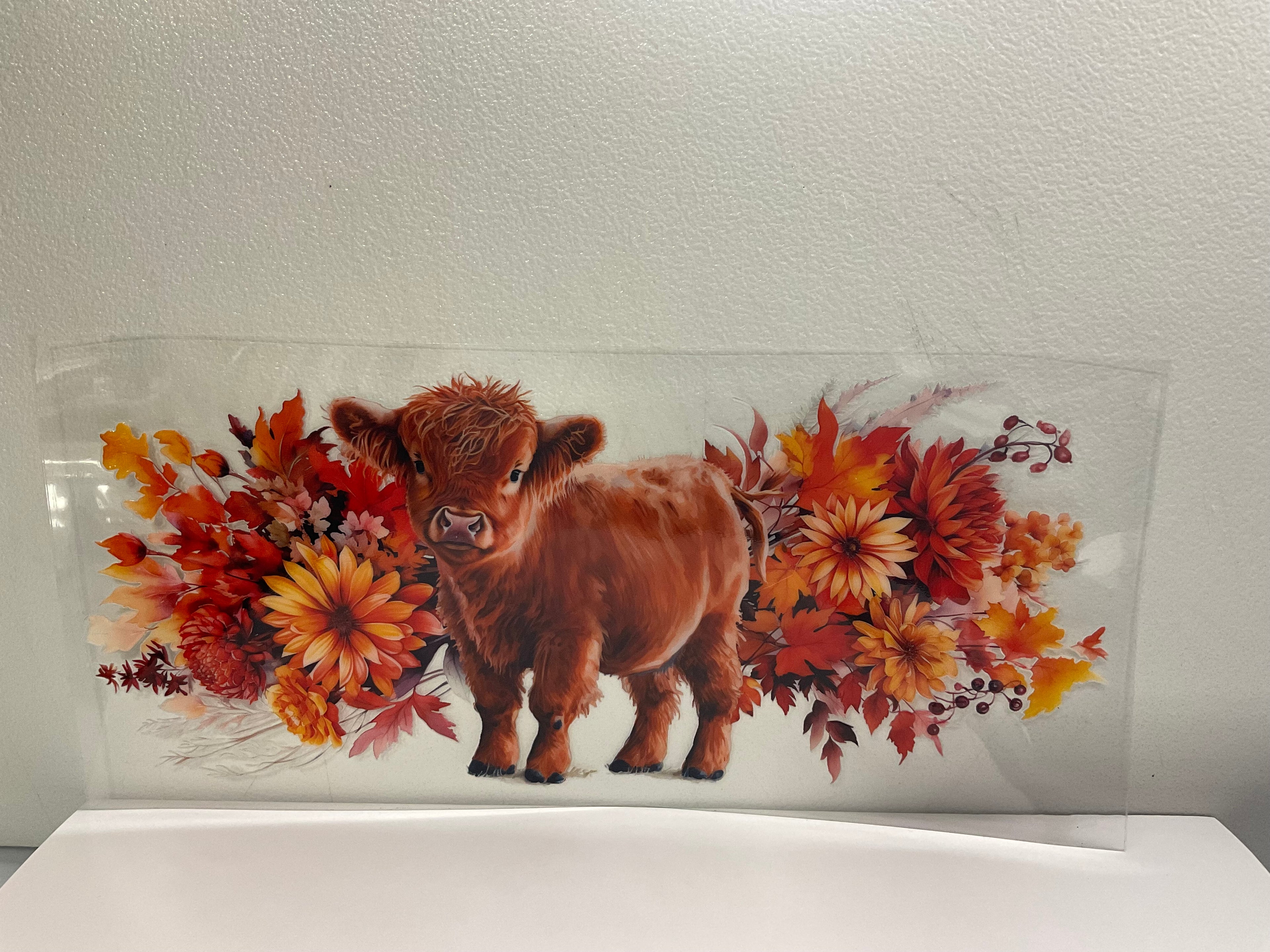 A - Hyland cow (autumn colored flowers)